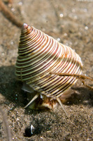 Calliostoma canaliculatum (Channeled Top Snail)