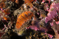 Mopalia ciliata (Hairy Chiton)