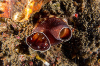 Chaceia ovoidea (Wart-Neck Piddock)