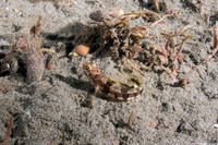 Neoclinus blanchardi (Sarcastic Fringehead)