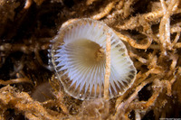 Myxicola sp.1 (Slime Fan Worm)