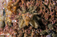 Scyra acutifrons (Sharpnose Crab)