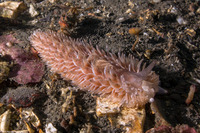 Aeolidia loui (Shag-Rug Aeolid)
