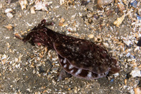 Aplysia californica (Brown Sea Hare)