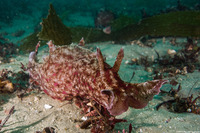 Aplysia californica (Brown Sea Hare)