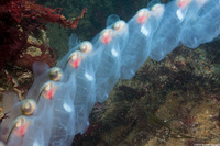Thetys vagina (Pelagic Tunicate)