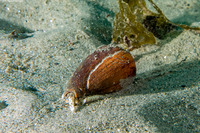 Californiconus californicus (California Cone Snail)