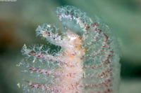 Stylatula elongata (White Sea Pen)
