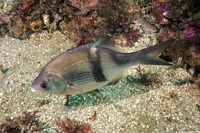 Rhacochilus vacca (Pile Perch)