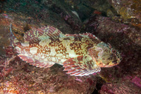 Scorpaenichthys marmoratus (Cabezon)