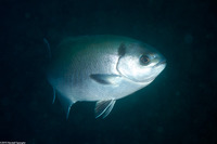 Medialuna californiensis (Halfmoon)