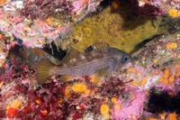 Sebastes flavidus (Yellowtail Rockfish)