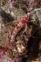 Orthonopias triacis (Snubnose Sculpin)