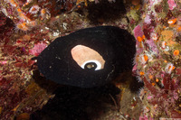 Megathura crenulata (Giant Keyhole Limpet)