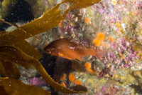 Brachyistius frenatus (Kelp Perch)