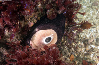 Megathura crenulata (Giant Keyhole Limpet)