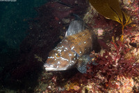 Hexagrammos decagrammus (Kelp Greenling)
