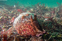 Aplysia californica (Brown Sea Hare)