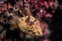 Haigiopagurus diegensis (San Diego Hermit Crab)