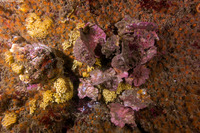 Ceratostoma foliatum (Leafy Hornmouth)