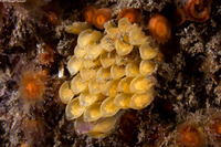 Ceratostoma foliatum (Leafy Hornmouth)