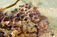 Phragmatopoma californica (Sandcastle Worm)