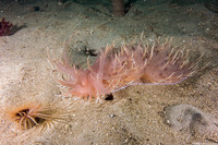 Dendronotus iris (Rainbow Dendronotus)