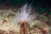 Pachycerianthus fimbriatus (Tube-Dwelling Anemone)