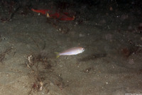 Caulolatilus princeps (Ocean Whitefish)