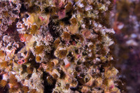 Dodecaceria pacifica (Colonial Tube Worm)