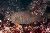 Embiotoca jacksoni (Black Perch)
