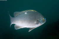 Girella nigricans (Opaleye)