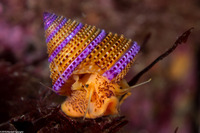 Calliostoma annulatum (Blue-Ring Top Snail)