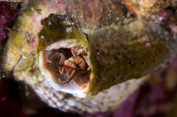 Thylacodes squamigerus (Scaled Wormsnail)