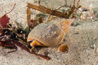 Nassarius fossatus (Giant Western Nassa)