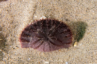 Dendraster excentricus (Sand Dollar)