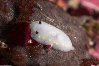 Cadlina flavomaculata (Yellow-Spot Cadlina)