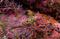 Artedius corallinus (Coralline Sculpin)