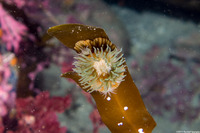 Epiactis prolifera (Proliferating Anemone)