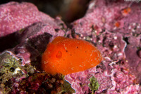 Rostanga pulchra (Red Sponge Dorid)