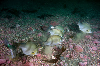 Rhacochilus toxotes (Rubberlip Seaperch)