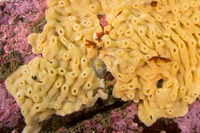 Fissurellidea bimaculata (Two-Spot Keyhole Limpet)