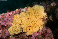 Didemnum sp.9 (Didemnum sp.9)