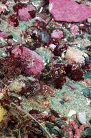 Sabellidae sp.5 (Sabellidae sp.5)