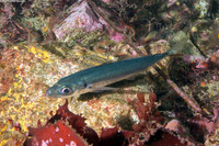 Trachurus symmetricus (Jack Mackerel)