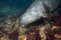 Phoca vitulina (Harbor Seal)