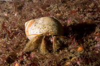Paguristes ulreyi (Furry Hermit Crab)