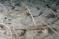 Chilara taylori (Spotted Cusk-Eel)