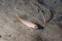 Caulolatilus princeps (Ocean Whitefish)