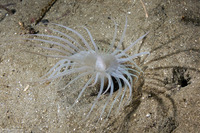 Pachycerianthus aestuari (Pachycerianthus Aestuari)